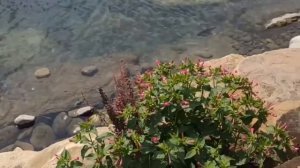 Дикая Природа Дагестана