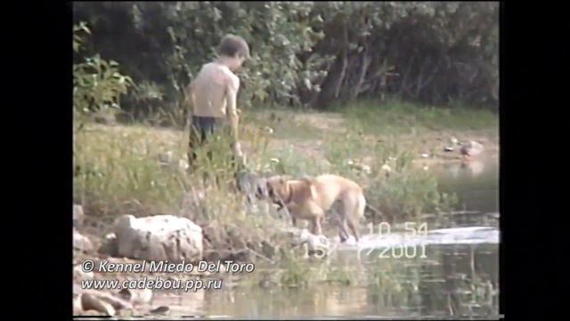 Ка де бо|Ca de Bou Uilis Bruce (Russia) 2001 year, Saint-Petersburg смотреть онлайн