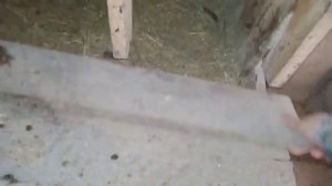 Куры теряют перья!!!