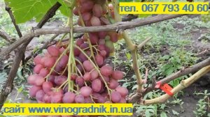 Ультра ранние сорта винограда, сезон 2022.