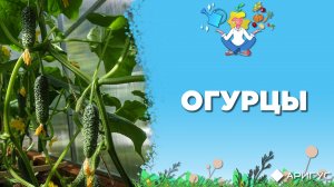 Три причины, почему не растут огурцы