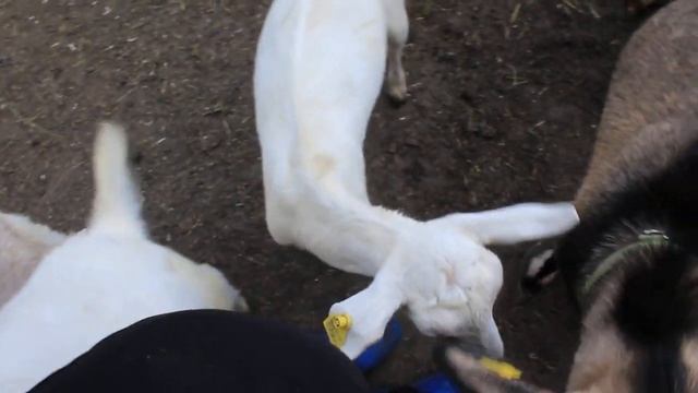 Раннее покрытие козы. смотреть онлайн