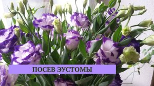 ПОСЕВ ЭУСТОМЫ