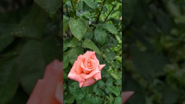 Наши розы. #дача #розы #лето #дом #огород смотреть онлайн