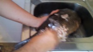 Чистка рыбы ногтями?!