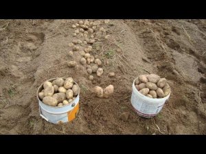 Как вырастить два урожая картофеля за сезон?