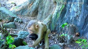 Rollo Baby Monkey Is Lucky That Had Good Care Taker SOVANA Monkey And Other Monkeys 😍🐒🐵