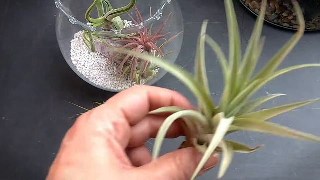 Tillandsia - Kako je uzgojiti i njegovati смотреть онлайн