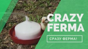 Новинка! Наборы автопоилок для молодняка птиц. Лучшая поилка для цыплят, кур, бройлеров, перепелов.