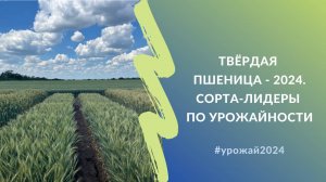 Твёрдая пшеница - 2024 | Сорта-лидеры по урожайности краснодарской и донской селекции