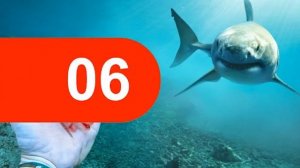 ТОП 10 самых интересных фактов о БЕЛОЙ АКУЛЕ