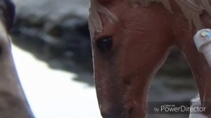 Клип schleich "Демон во мне" Инцитат и  Энигма