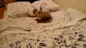 Катэ ловит свой хвост