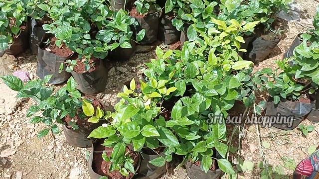 Vinayaka Nursery #రకరకాల పూల మొక్కలు with price||Rose#Mandaram#చామంతి смотреть онлайн