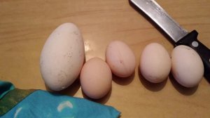 Яйца гусей и кур.