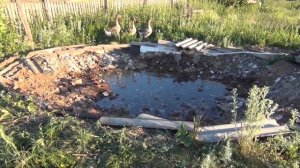 Пруд для гусей 2