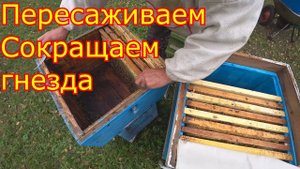 Сокращаем гнезда. Пересаживаем в новые улья ППУ
