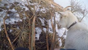Оказываем первую помощь козе//Остановка рубца// Козу раздуло//Что делать???