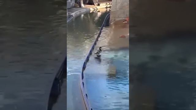 Хоба! ⛲️🦆