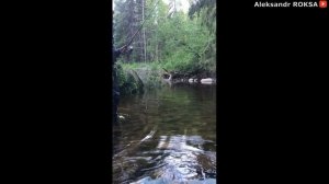 РЫБАЛКА в Архангельской области 2020. ХАРИУС на малых реках