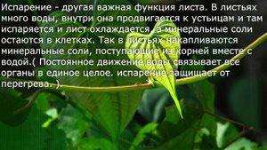 9. Лист, его строение и значение. Биология. 6 класс - Пономарева.  Краткий пересказ.