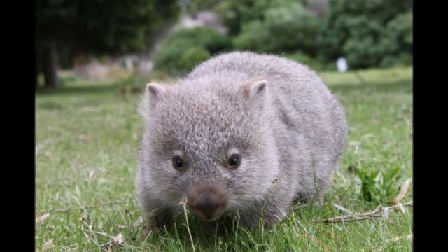聲音袋熊, голос вомбата, Voice Wombat, आवाज Wombat, Wombat Voz, الومبت صوت, Stimme Wombat