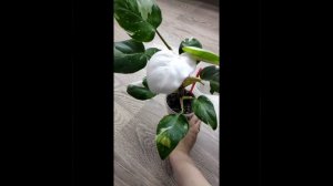 Филодендрон Белая принцесса и Белый рыцарь