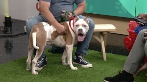 Ready Pet GO! Otis from the Humane Society of Summit County visits 3News