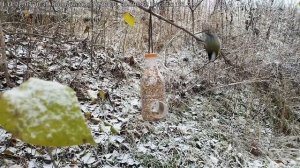 Синицы и воробьи на кормушке | Ноябрь 2022 | Накормим птиц зимой