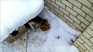 Кормление русской гончей пегой !!! Срочно и быстро !!!