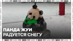 Московский зоопарк показал, как панда Жуи радуется снегу - Москва 24