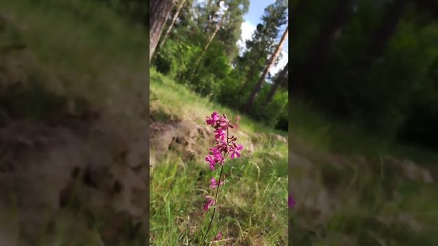 А в лесу растёт Вискария  обыкновенная или смолка клейкая//viscaria vulgaris