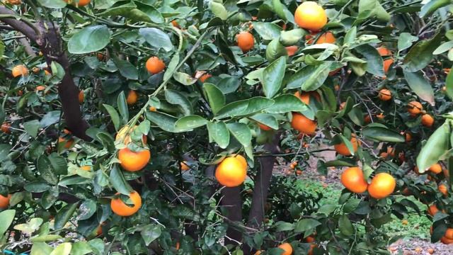 Оранжевый или мандариновый рай в Валенсии. Испания. смотреть онлайн