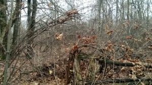 Охота на куницу с лайкой . Первая самостоятельная работа лайки по кунице и белке .