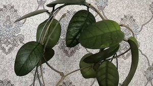 Хойи? Сорта переехавшие к маме (2 часть)