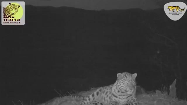 Класные животные В ПРИМОРСКОМ КРАЕ смотреть онлайн