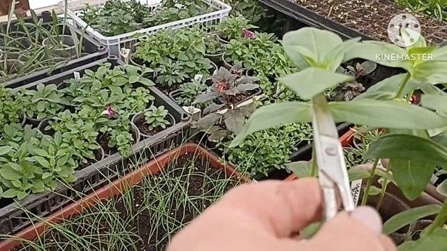 Формируем Цинию для лучшего кущения и чтобы не перерастала.