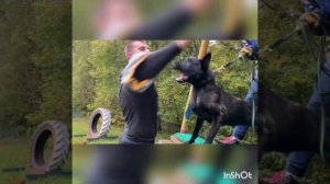 Голландская овчарка, Хердер, Мондьоринг