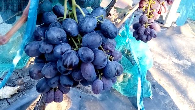 Виноград  Фуршетный  -  2018 год