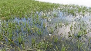 Озера Шайтан. Мертвая вода. Одно из пяти таинственных озёр.