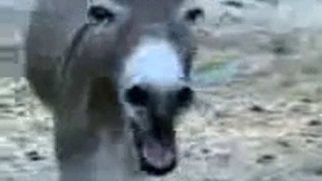 да же ослы с чувством юмара))))))))) смотреть онлайн