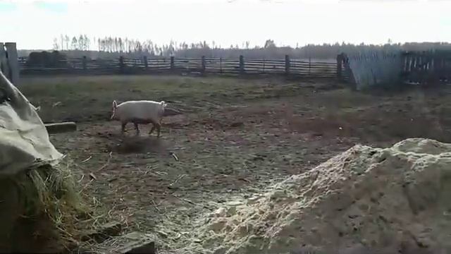 ОБЗОР ОСЕННИХ БУДНЕЙ ПОЗИТИВНОГО ФЕРМЕРА