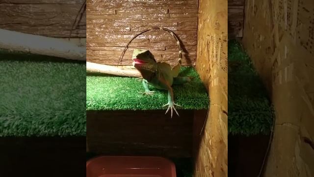 Водяная агама лакомиться тараканом /Physignathus cocincinus смотреть онлайн