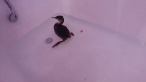 Утка-поганка