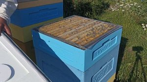 Пора ставить вторые магазины! Пчеловодство!
