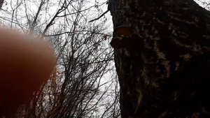 Грибы в ноябре / Вешенка где собирать ? Вёшенка (Pleurotus ostreatus)