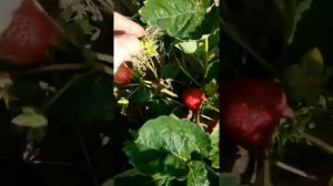 Клубника сорт Роксана и Кристин