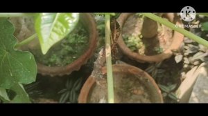 Buddhya Belly plant care/propagation/easy to maintain Jatropha Podagrica