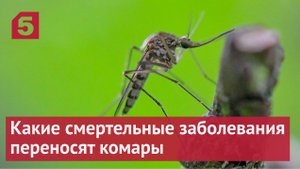 Какие смертельные заболевания переносят комары