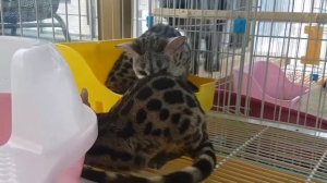 Meerkat cafe. Кафе с сурикатами